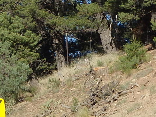 GDMBR: Coyote Pup.